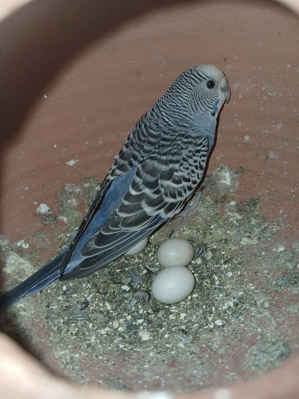 Australian parrots budgie and cage 7