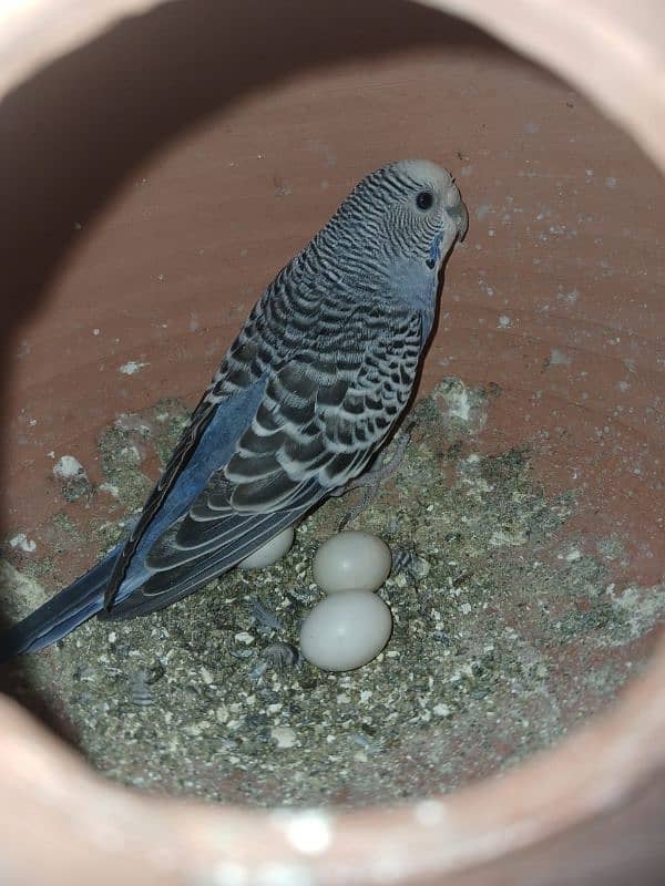 Australian parrots budgie and cage 8