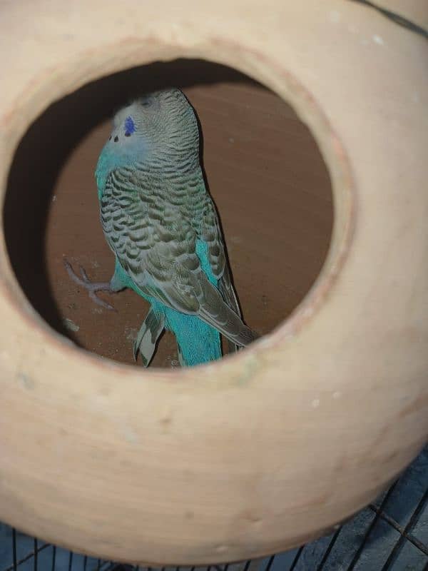 Australian parrots budgie and cage 10