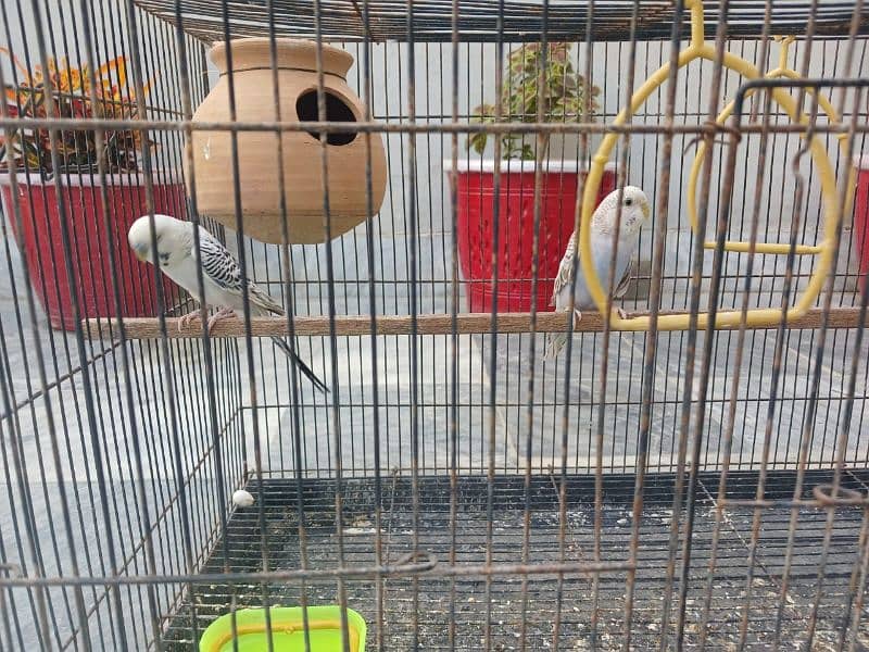 Australian parrots budgie and cage 11