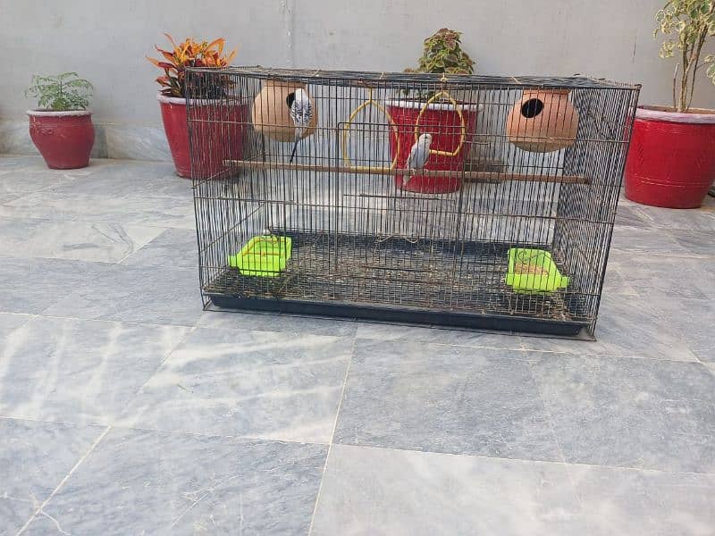 Australian parrots budgie and cage 14