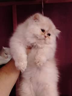 Persian bhaloo kitten for sale