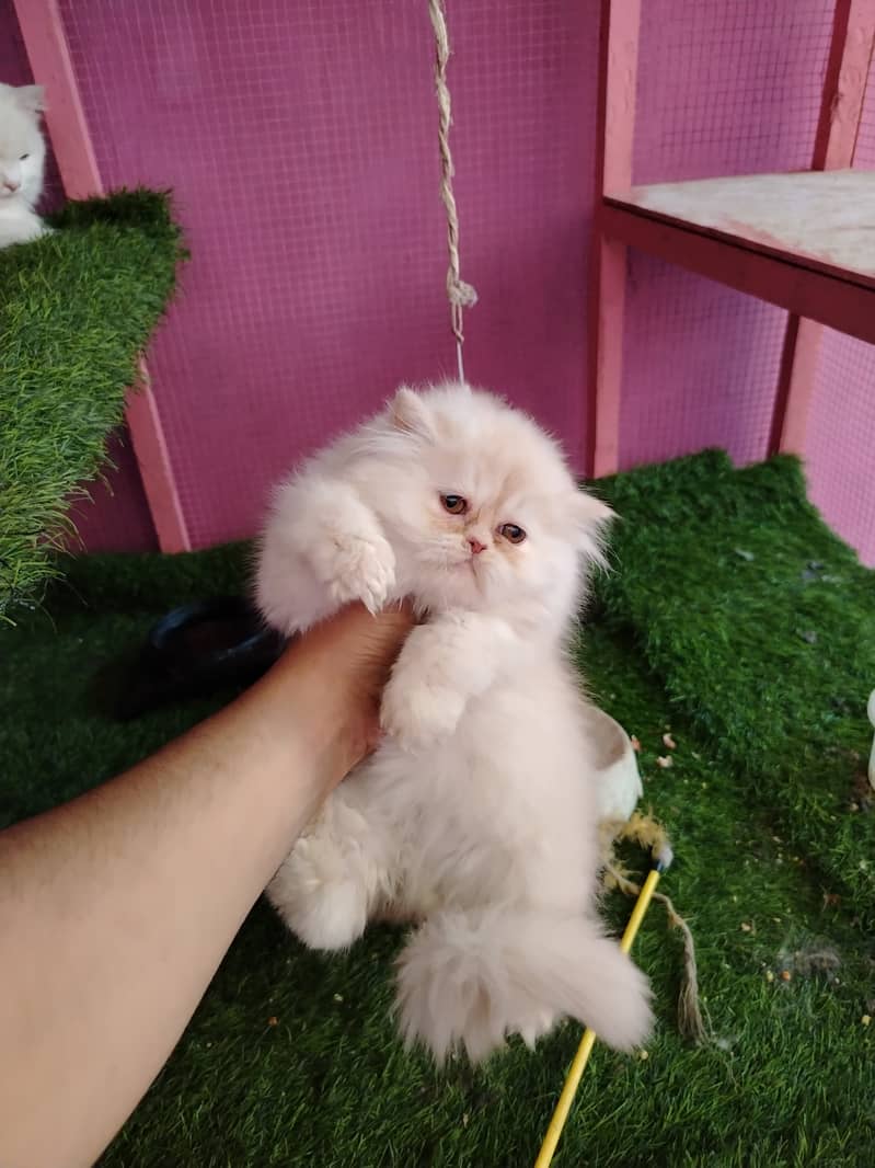 Persian bhaloo kitten for sale 1