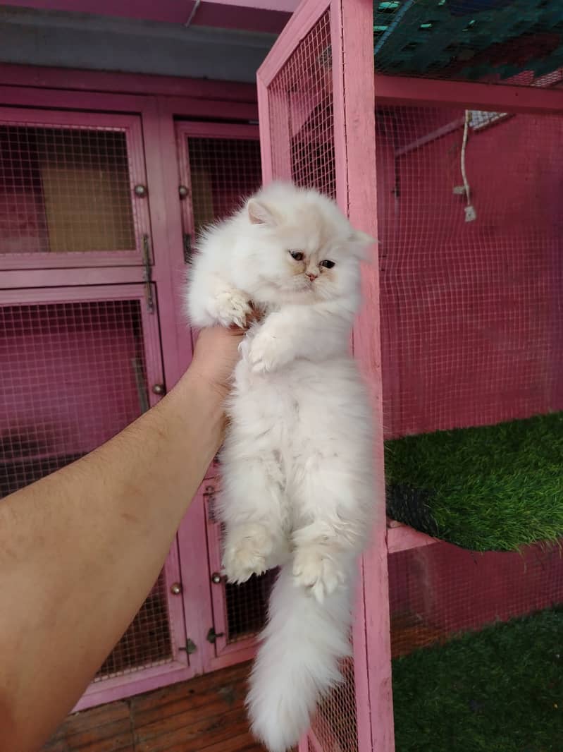 Persian bhaloo kitten for sale 2