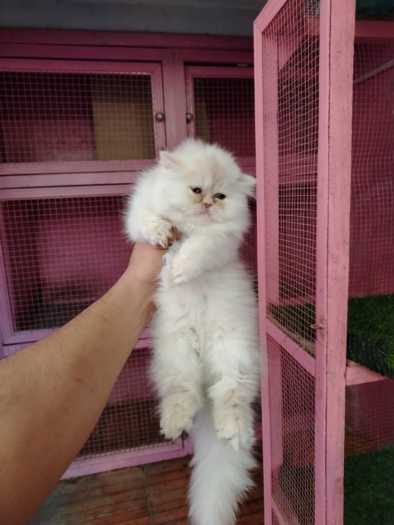 Persian bhaloo kitten for sale 3