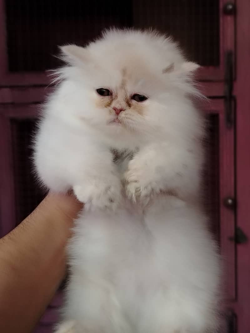 Persian bhaloo kitten for sale 4