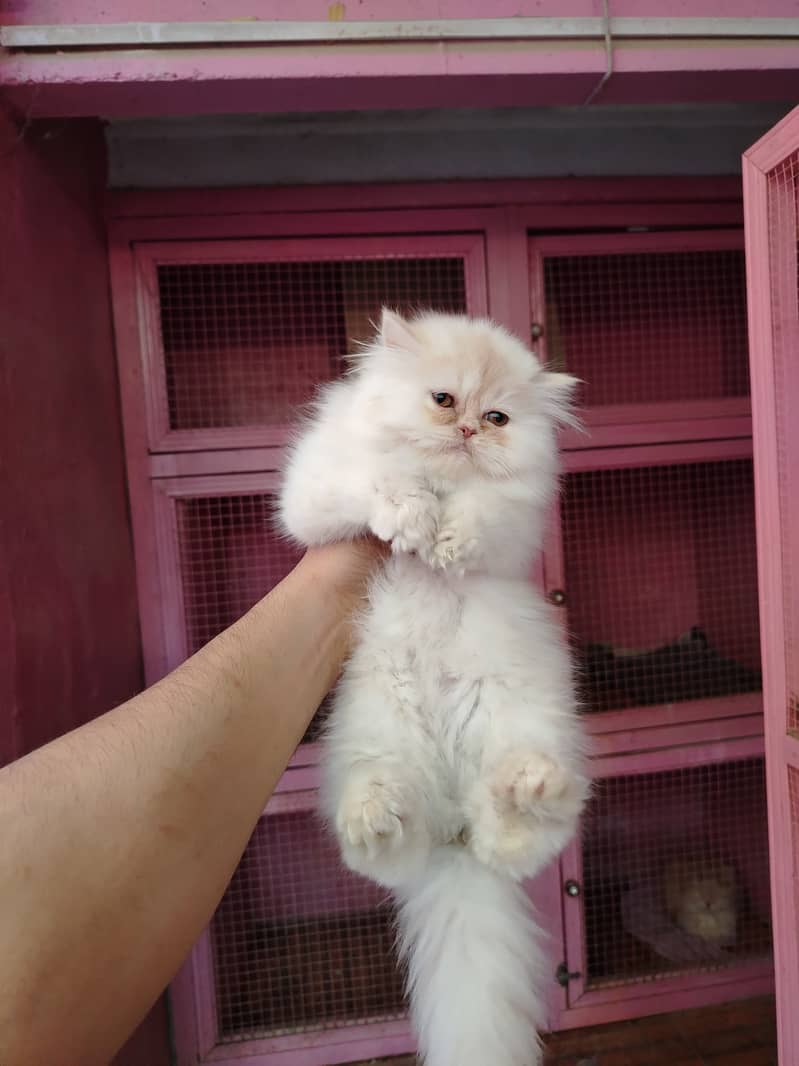 Persian bhaloo kitten for sale 5