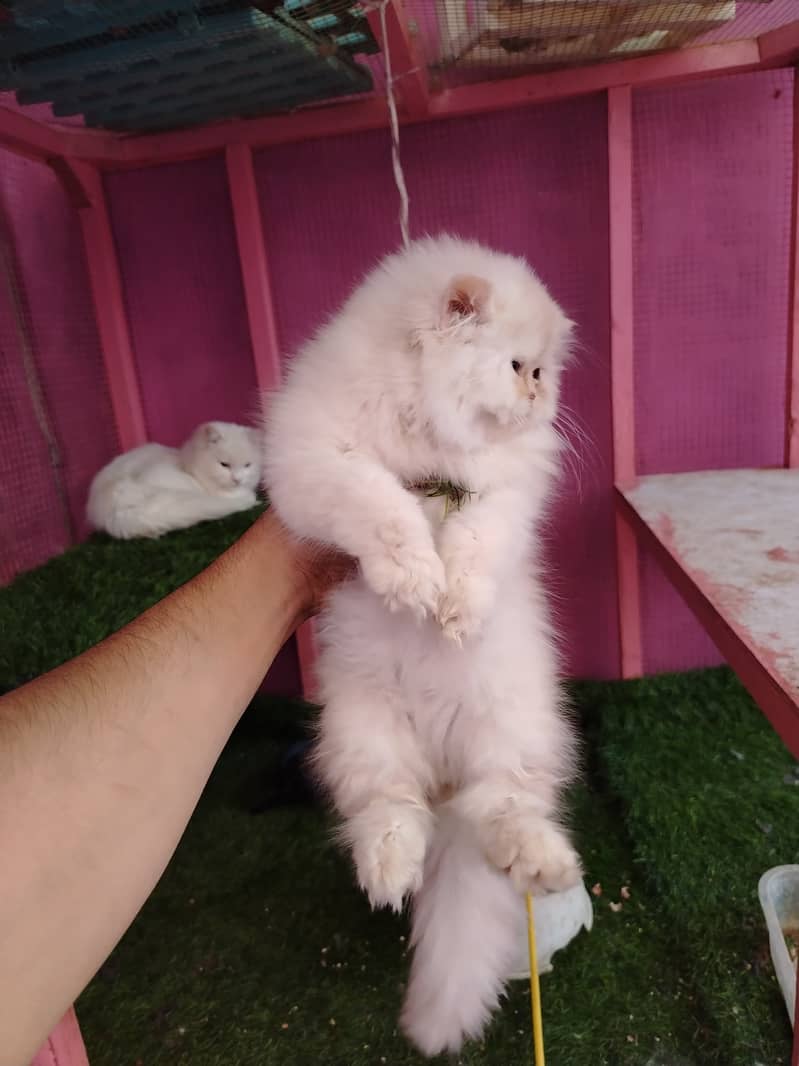 Persian bhaloo kitten for sale 6