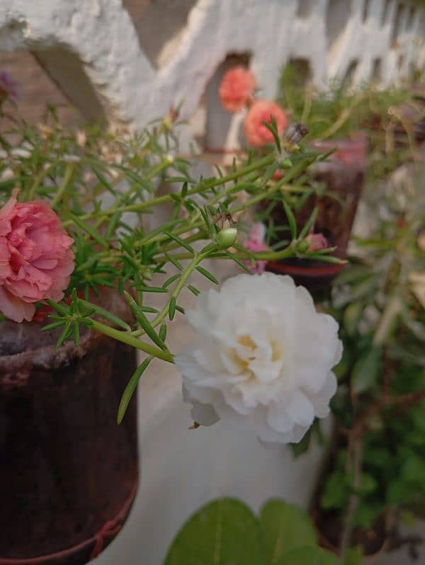 Rosemary plant 1