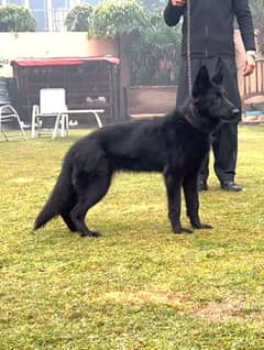 Belgian shepherd