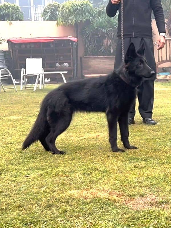 Belgian shepherd 0