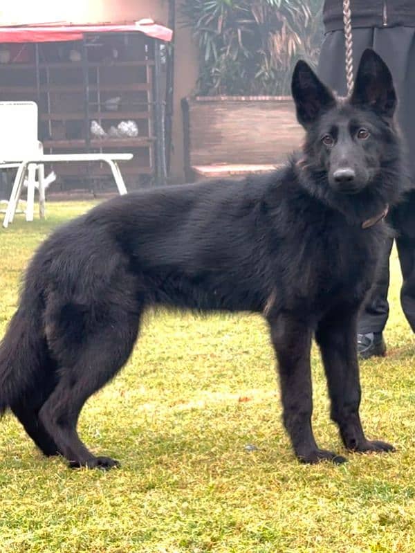 Belgian shepherd 1