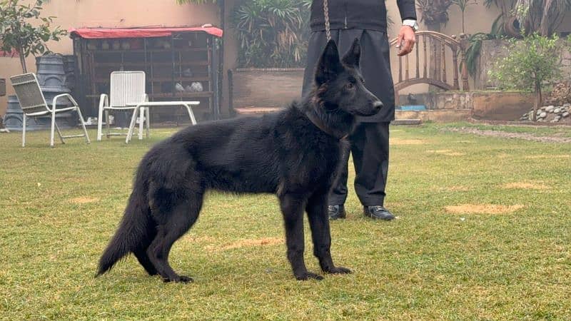 Belgian shepherd 2