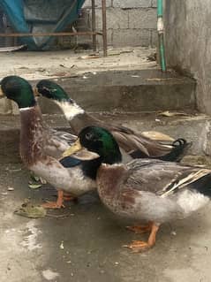 Two male ducks