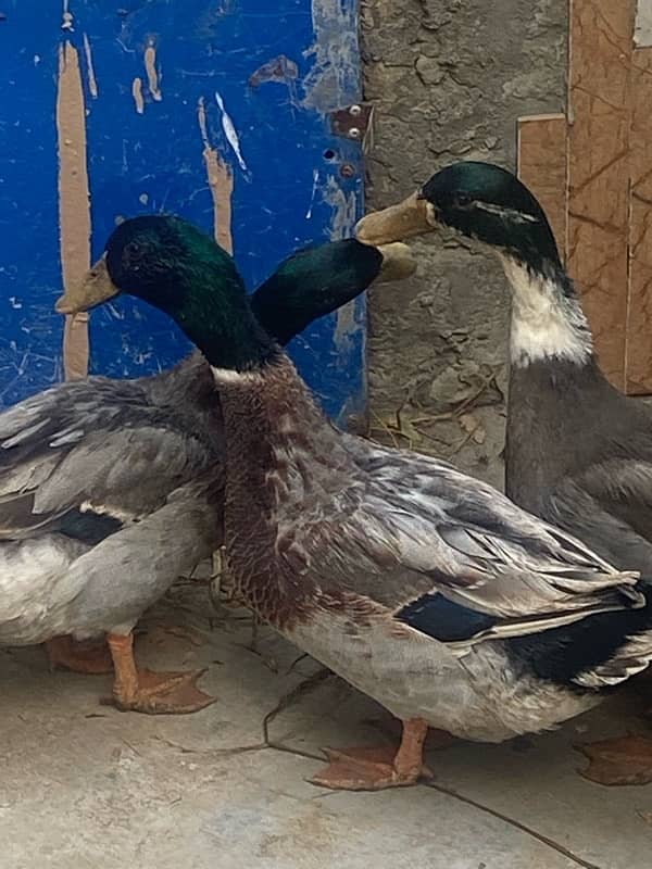 Two male ducks 1