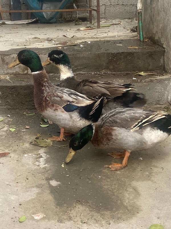 Two male ducks 2