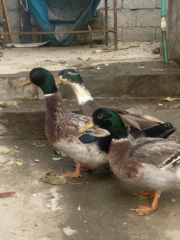 Two male ducks 3