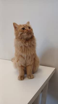 ginger cat | persian Kittens | brown cat | tripple | fluffy