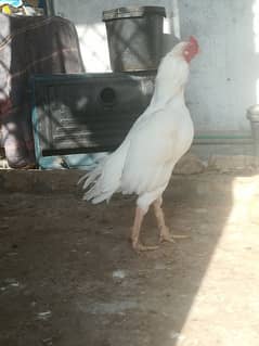 white heera chiks home breed