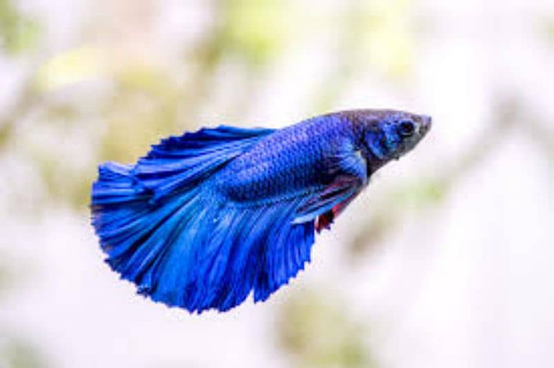 Betta Fish Male female | guppy, Molly frys | Adult Guppy, Molly 1