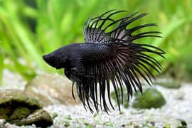 Betta Fish Male female | guppy, Molly frys | Adult Guppy, Molly