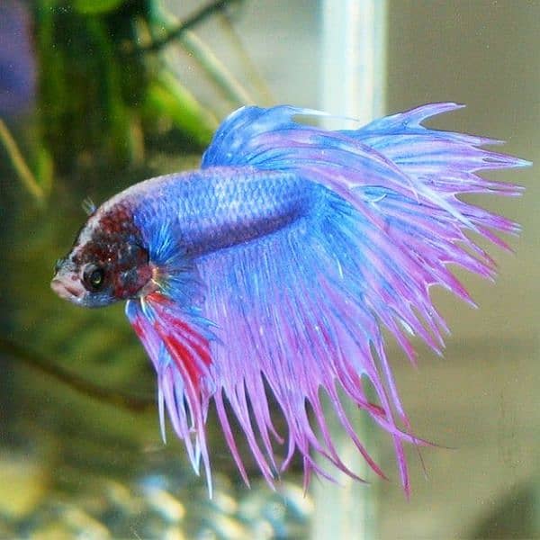 Betta Fish Male female | guppy, Molly frys | Adult Guppy, Molly 2