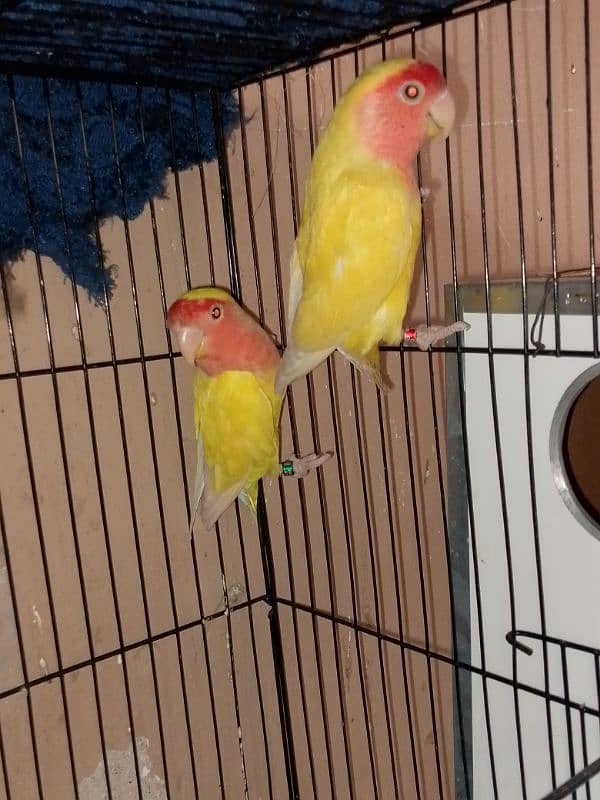 love birds pairs 4