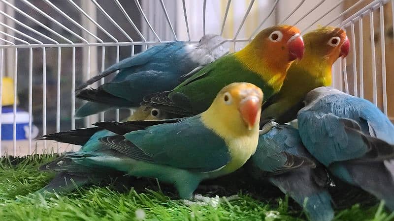 LOVEBIRDS DECINO, ALBINO, PARBLUE, BLUE FISCHERI LUTINO 0