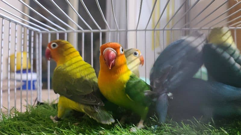 LOVEBIRDS DECINO, ALBINO, PARBLUE, BLUE FISCHERI LUTINO 1