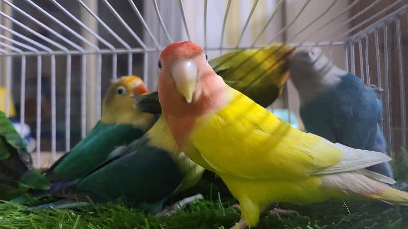 LOVEBIRDS DECINO, ALBINO, PARBLUE, BLUE FISCHERI LUTINO 2