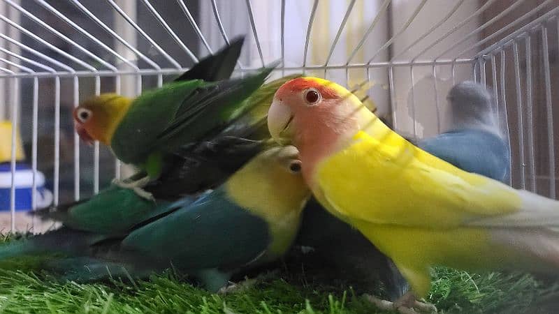 LOVEBIRDS DECINO, ALBINO, PARBLUE, BLUE FISCHERI LUTINO 3