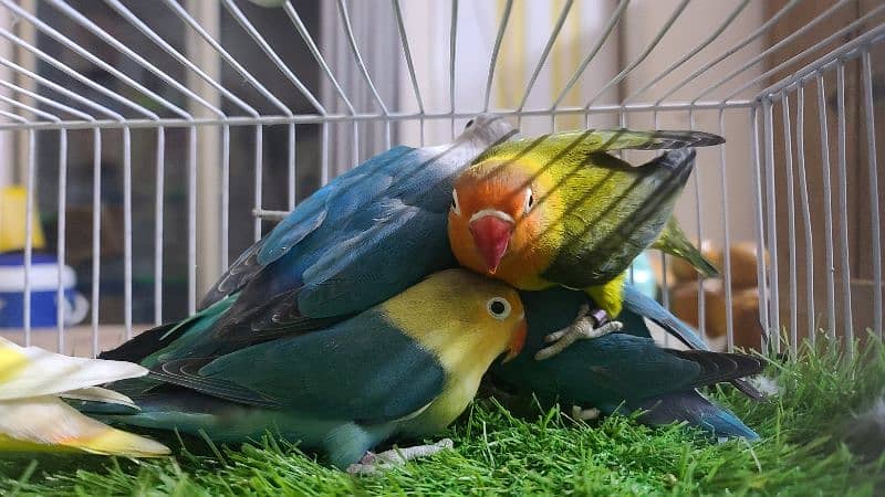 LOVEBIRDS DECINO, ALBINO, PARBLUE, BLUE FISCHERI LUTINO 4