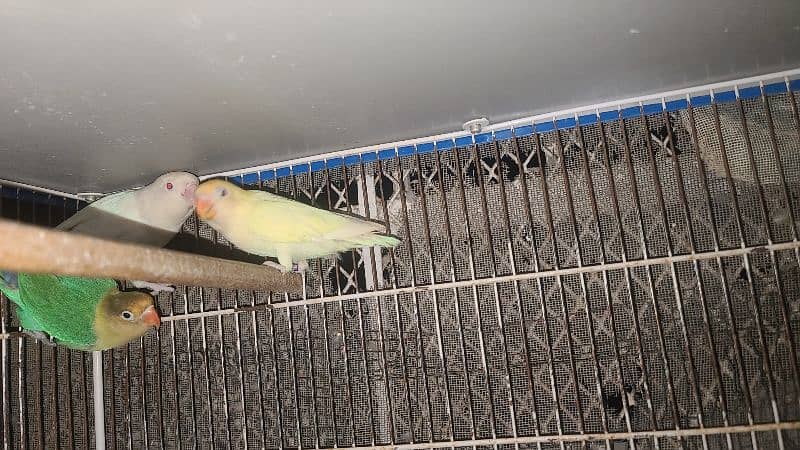 LOVEBIRDS DECINO, ALBINO, PARBLUE, BLUE FISCHERI LUTINO 5