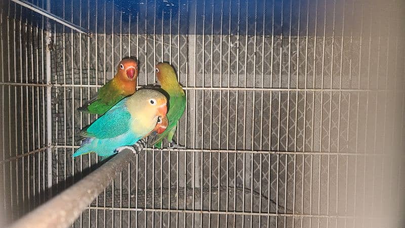 LOVEBIRDS DECINO, ALBINO, PARBLUE, BLUE FISCHERI LUTINO 6