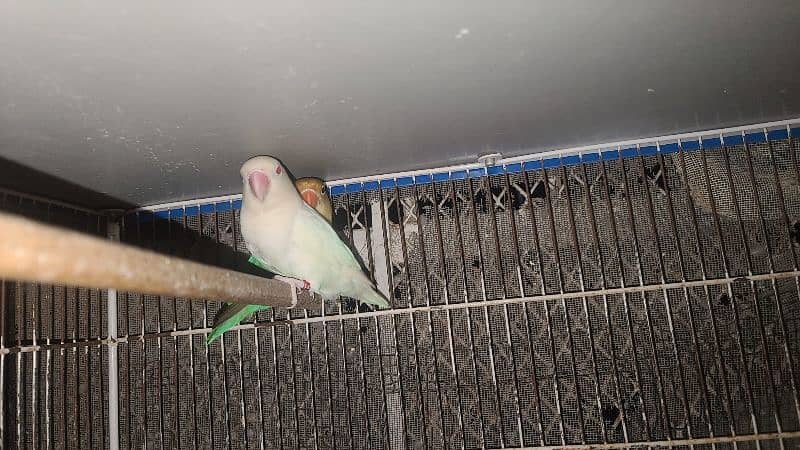 LOVEBIRDS DECINO, ALBINO, PARBLUE, BLUE FISCHERI LUTINO 7