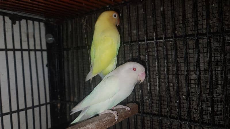 LOVEBIRDS DECINO, ALBINO, PARBLUE, BLUE FISCHERI LUTINO 8