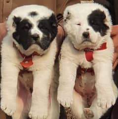 Alabai Dog pair | King Alabai Breed | Alabai Puppies