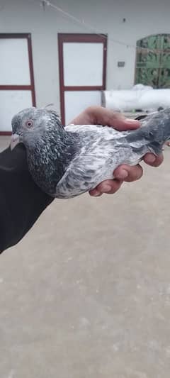 mix pigeon