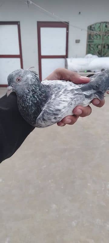 mix pigeon 0