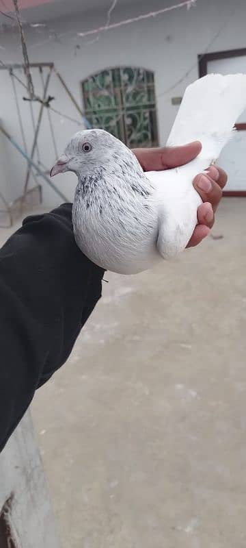 mix pigeon 1