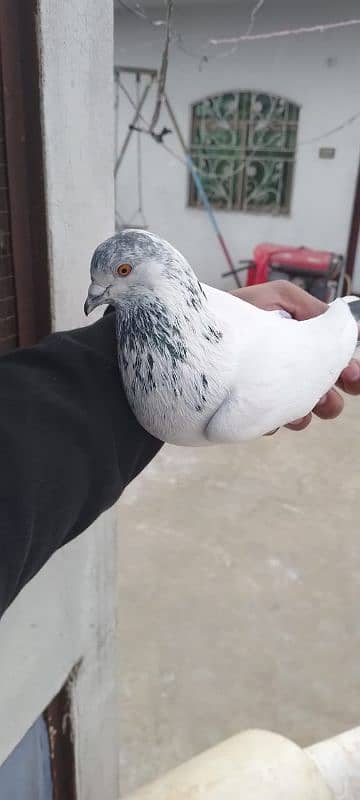 mix pigeon 2