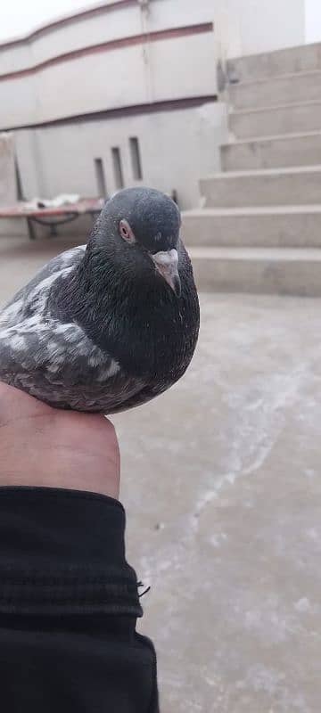 mix pigeon 3