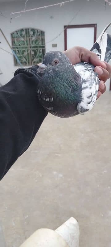 mix pigeon 4