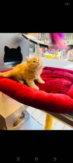 Adorable Triple Quoted Pure Persian Kitten for Sale!