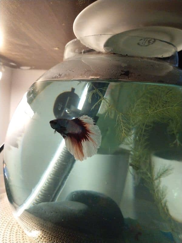 Betta fish +  glass bowl 1