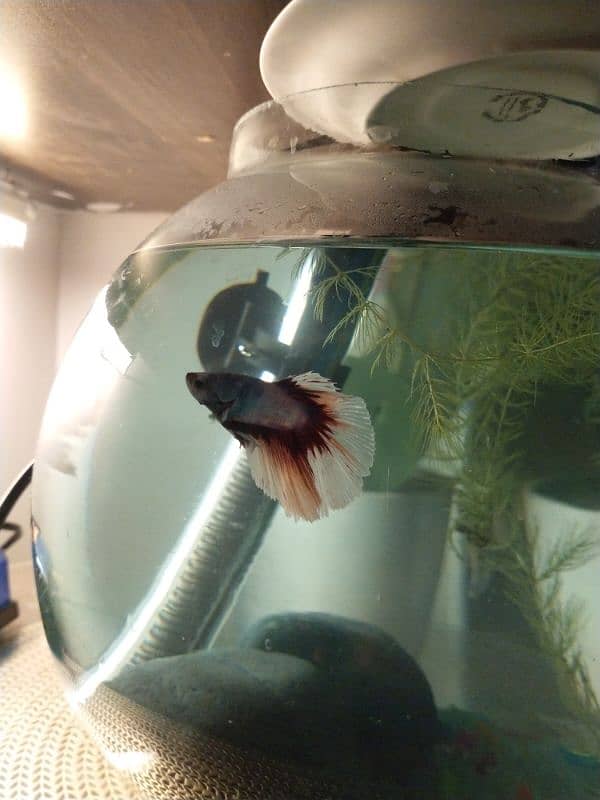 Betta fish +  glass bowl 2