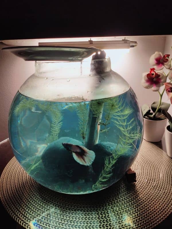 Betta fish +  glass bowl 3