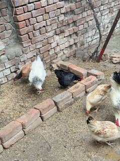 Light Sussex, Australop, Aseel and golden misri hens for sale