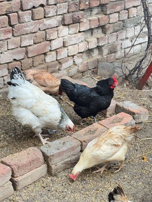 Light Sussex, Australop, Aseel and golden misri hens for sale 2