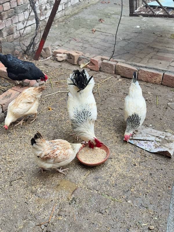 Light Sussex, Australop, Aseel and golden misri hens for sale 3